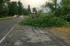 Порывистый ветер повалил деревья на автомобильных дорогах Аргудан-Александровская и Прохладный-Эльхотово